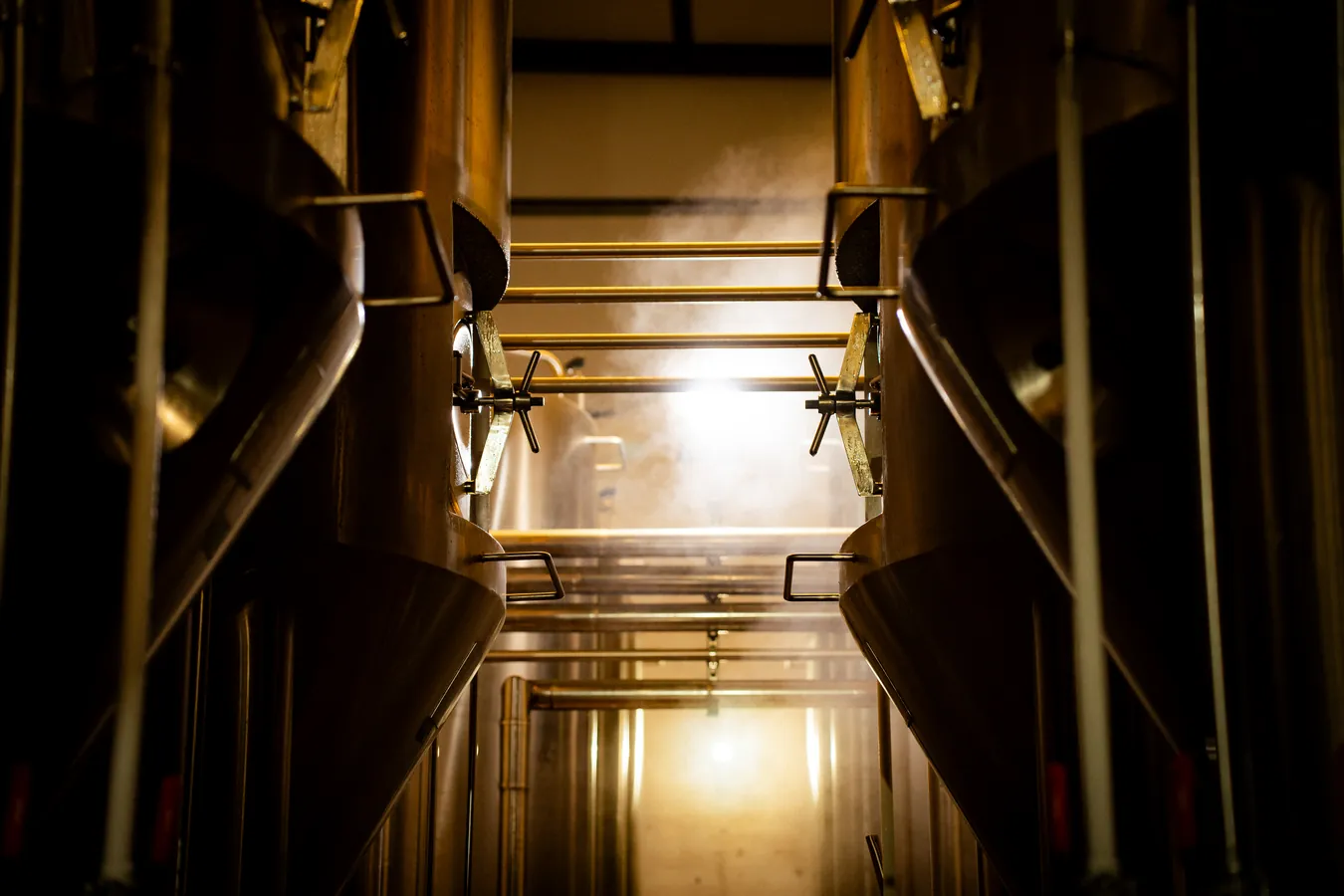 Golden light through the fermentation cellar